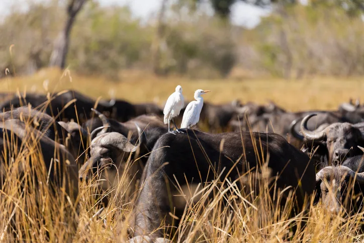 White heron riding a water buffalo