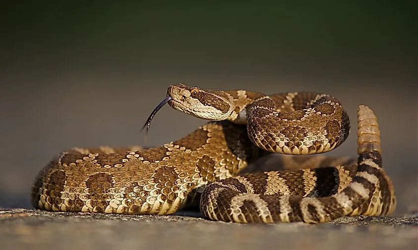 A rattlesnake coiled upright, with its forked tongue extended.