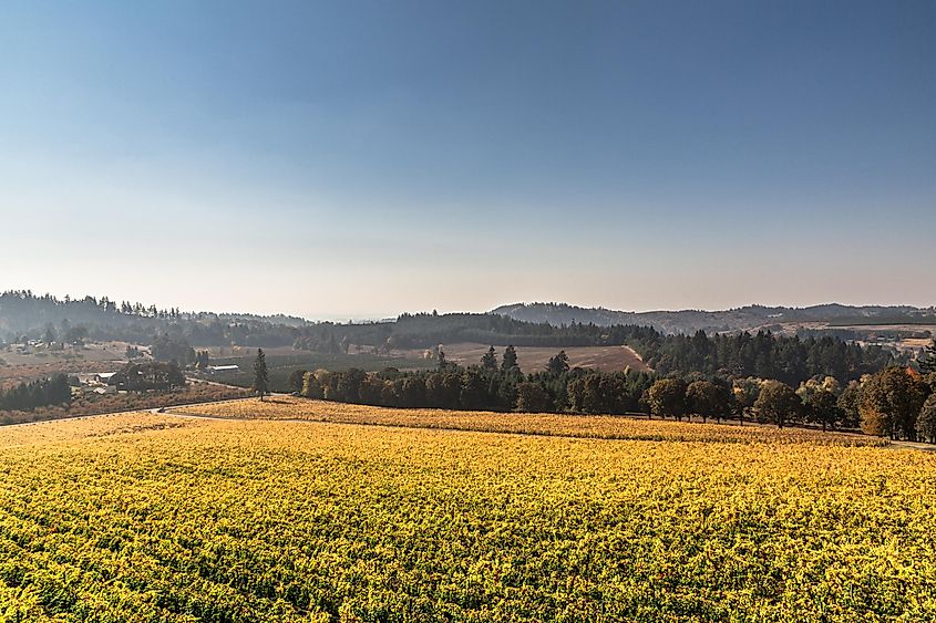 Autumn vineyards in Oregon's Willamette Valley.