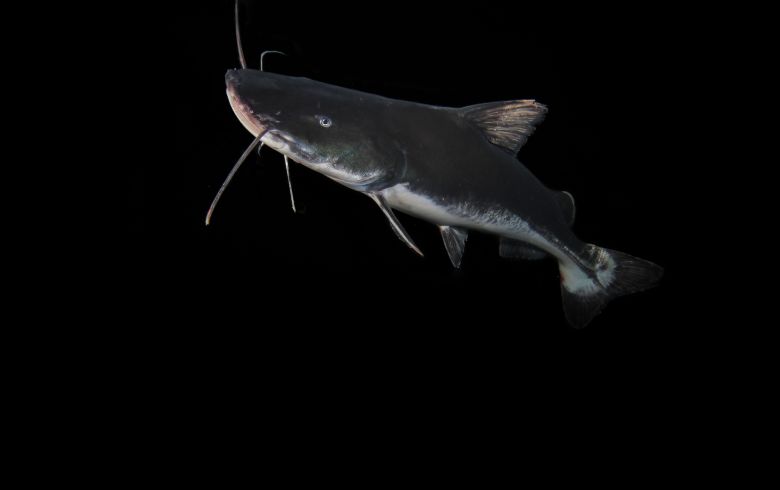 Listed by CMS in 2024, the Laura catfish has a migration distance of more than 6,000 kilometers.