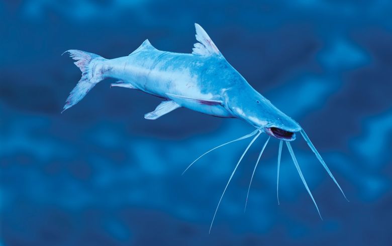 Drooling catfish are another migratory species targeted by action plans.