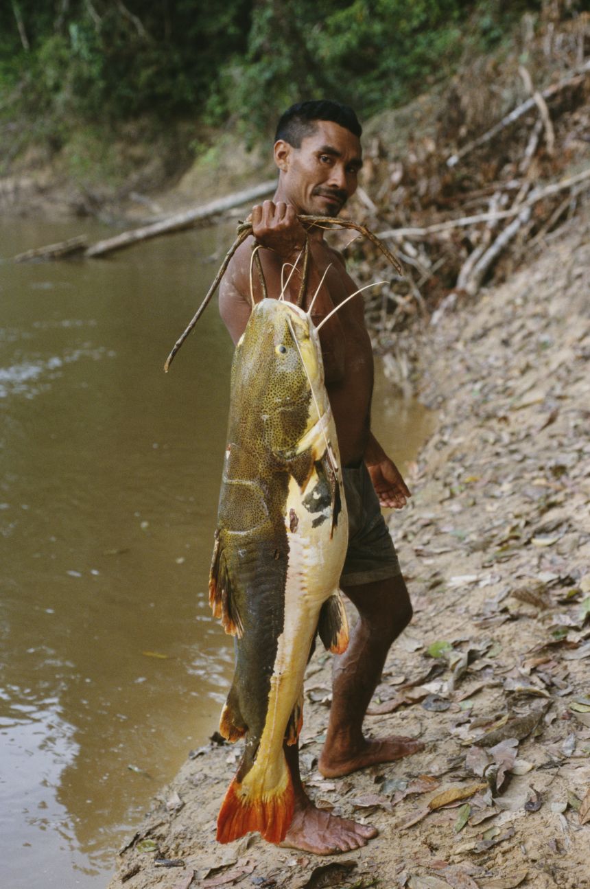 The Amazon is home to approximately 400 indigenous peoples, many of whom rely on fishing for food. Such is the case with a 2002 photo of a Kanamari man holding a large catfish he caught in Brazil's Amazon River.