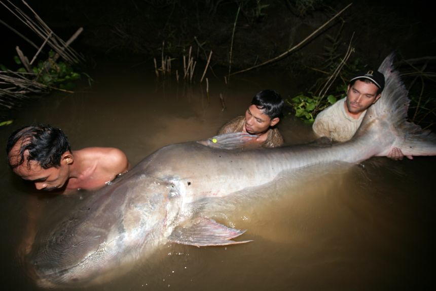 A 7.8-foot-long Mekong giant catfish captured for tag-and-release conservation in Cambodia's Tonle Sap River.