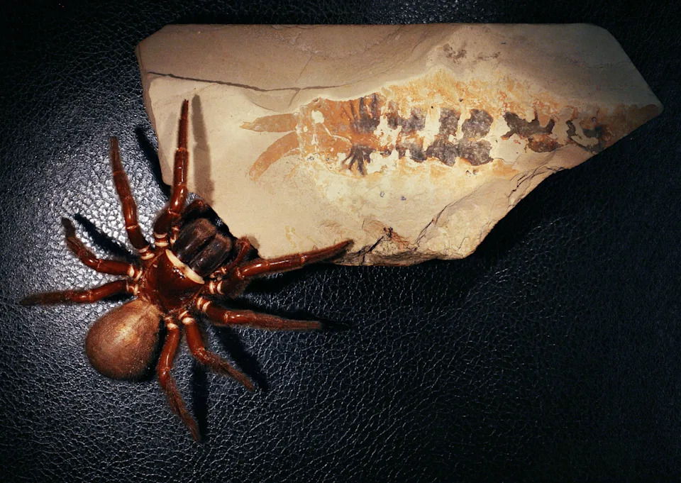 A modern spider next to the fossil of Megachelicerax cousteaui.