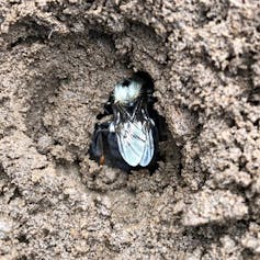 A queen bumblebee hibernates in the mud.