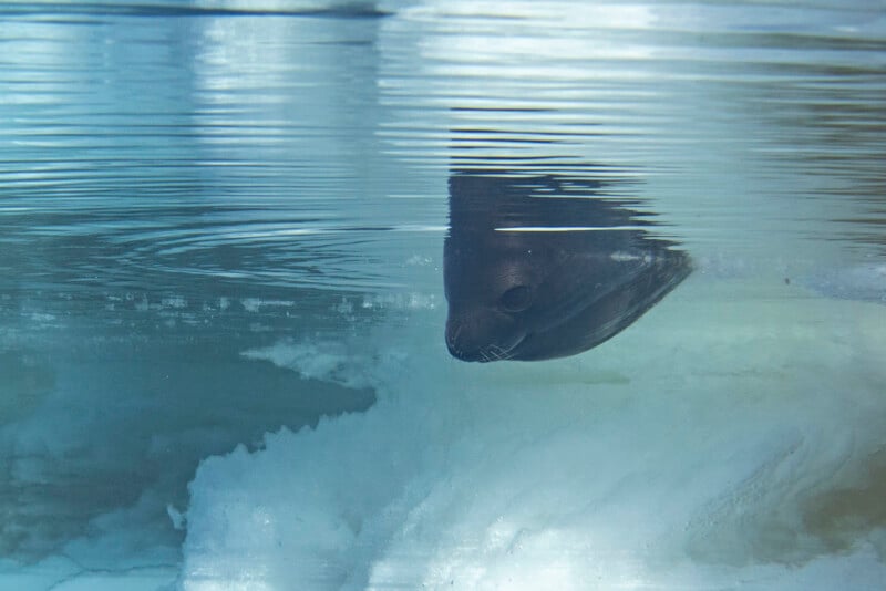 The seal swims just below the surface of the ice, with part of its head above the surface, but its body remains submerged in the ice and blue water.