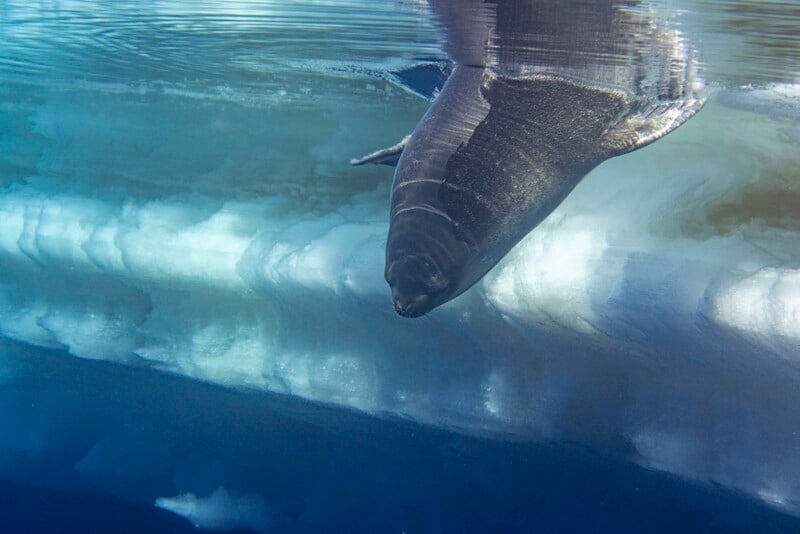 A large Greenland shark swims just below the ice surface in the Arctic Ocean, with parts of its body reflected in the calm blue water above the submerged ice.