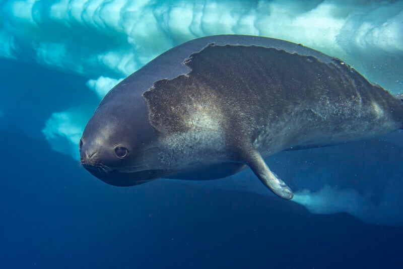 A close-up of a Weddell seal swimming underwater near the ice. The body is illuminated and ice formations can be seen above.