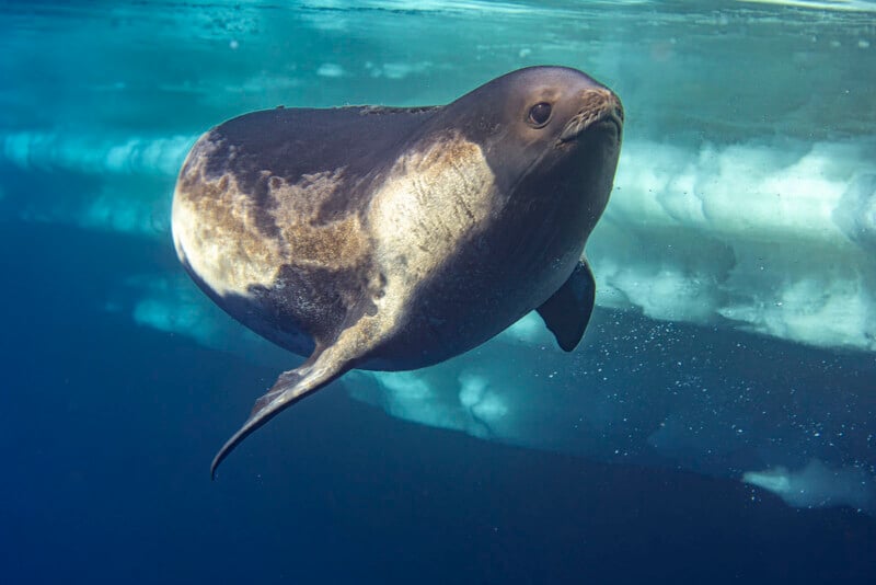 A Weddell seal swims underwater near a slab of ice, with sunlight streaming in from the water's surface, highlighting its smooth, spotted fur and curved body.