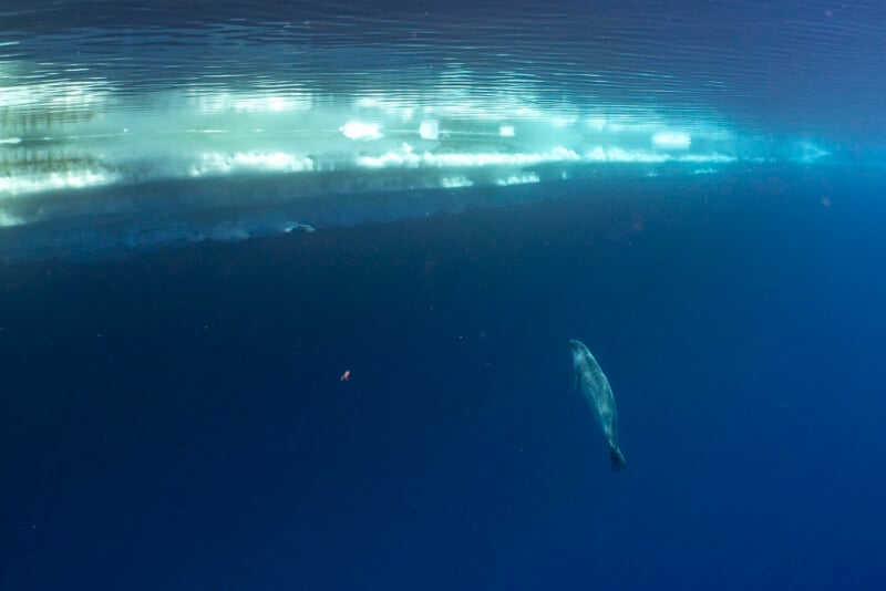 A seal swims alone near the water's surface, and sunlight shines through the ice above, creating a peaceful blue-tinged landscape.