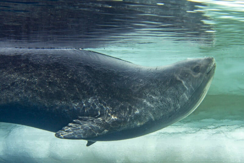 A large seal swims in the water near the glass, its body is streamlined and smooth, and the reflection of light and water is visible on its dark smooth skin.