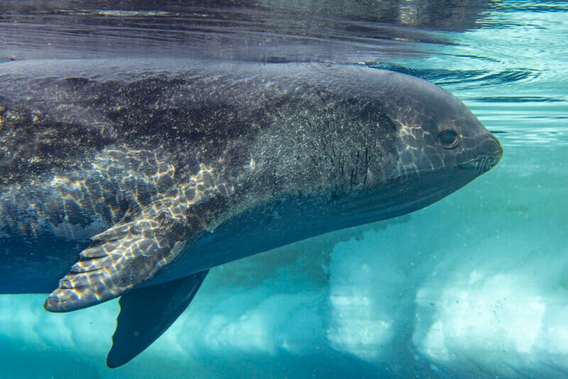 Close-up of a seal swimming underwater. Sunlight creates shimmering patterns on its dark body and clear blue background.