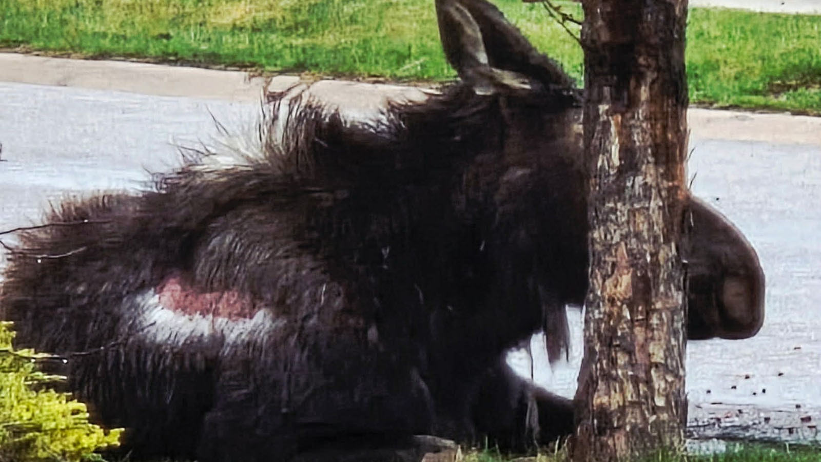 Big Betty, a moose near Evanston, appeared on April 1st. Although it may look depressing because of the large, dry area of ​​exposed skin on its flanks, Wyoming Game and Fish officials saw nothing to indicate that the moose was sick, injured, or dying.