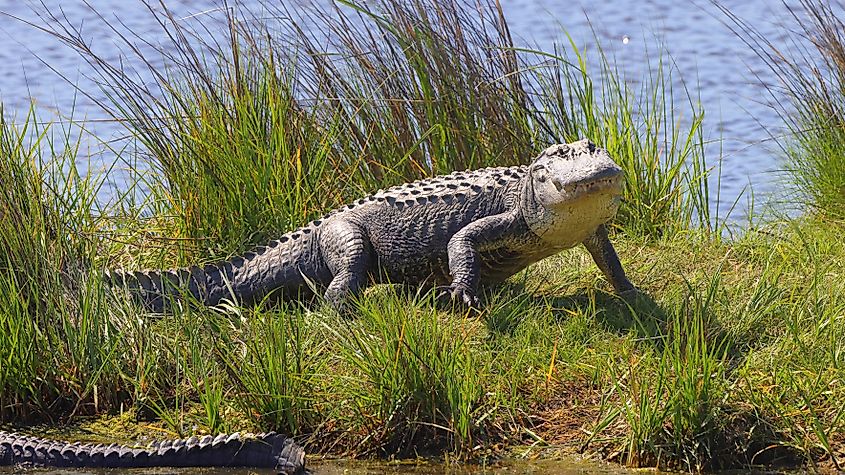 Crocodiles are terrifying creatures both on land and in the water.