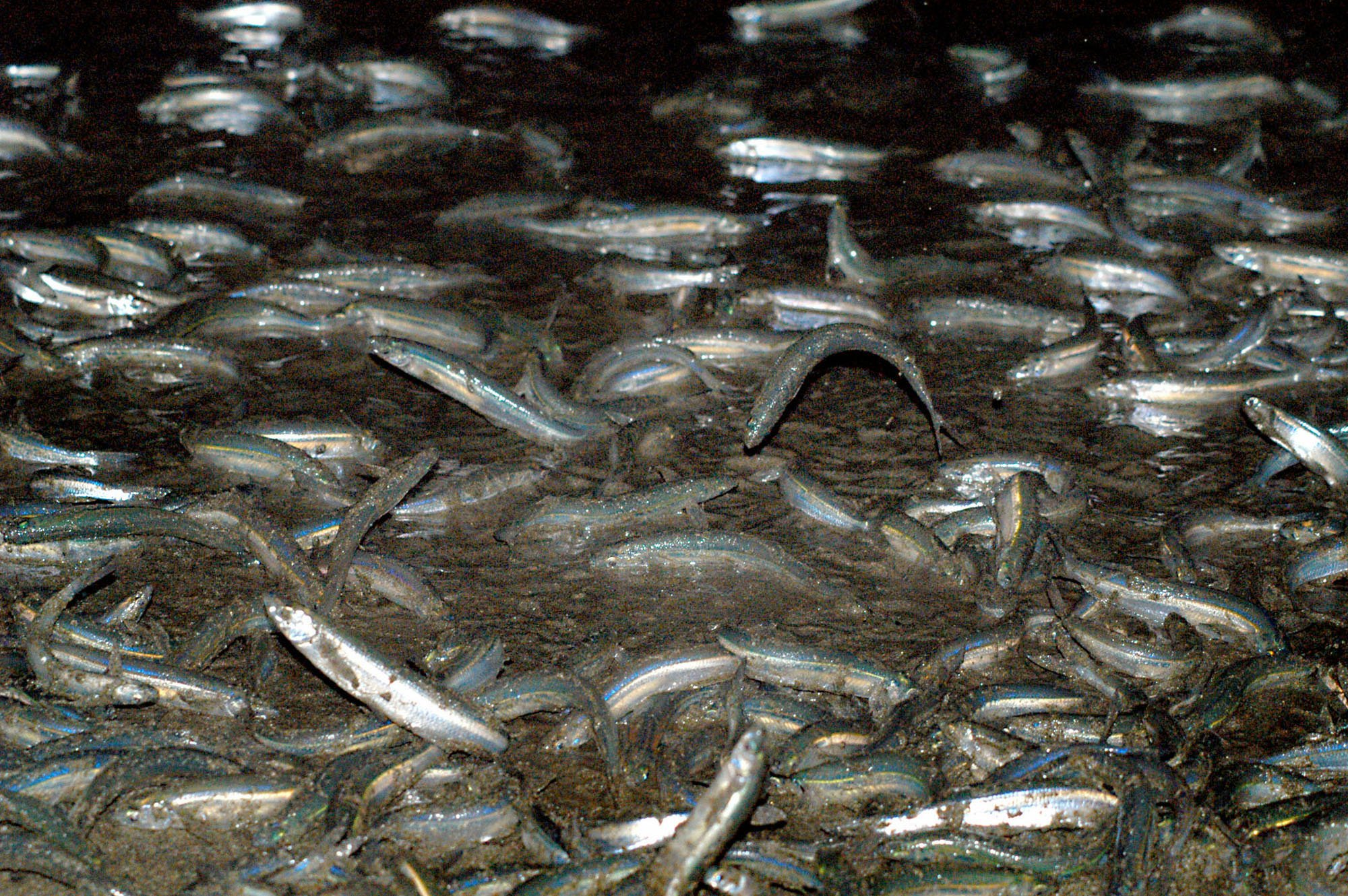 Grunion's season begins this week with the first run...