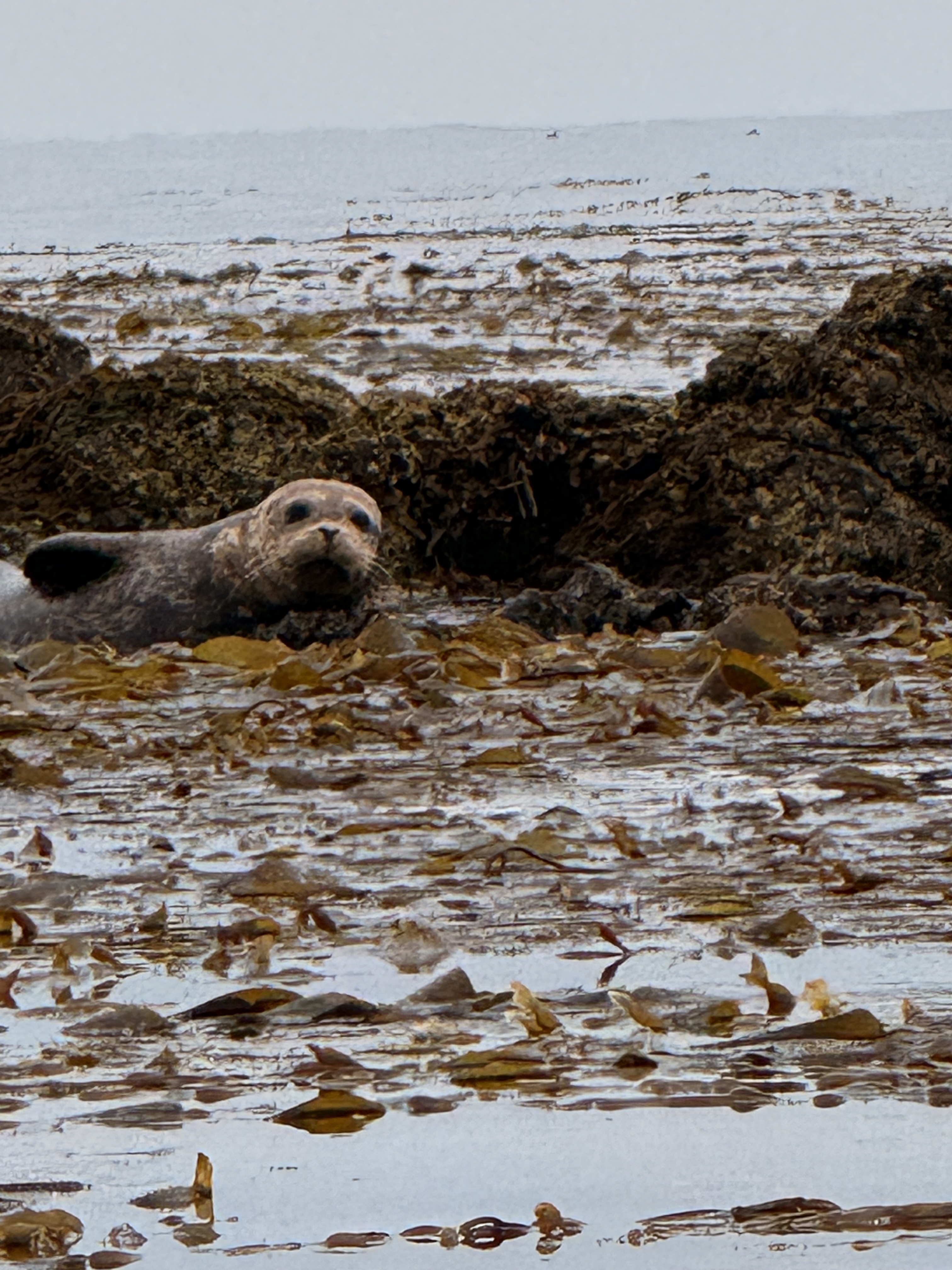 A harbor seal is resting on a nearby reef.