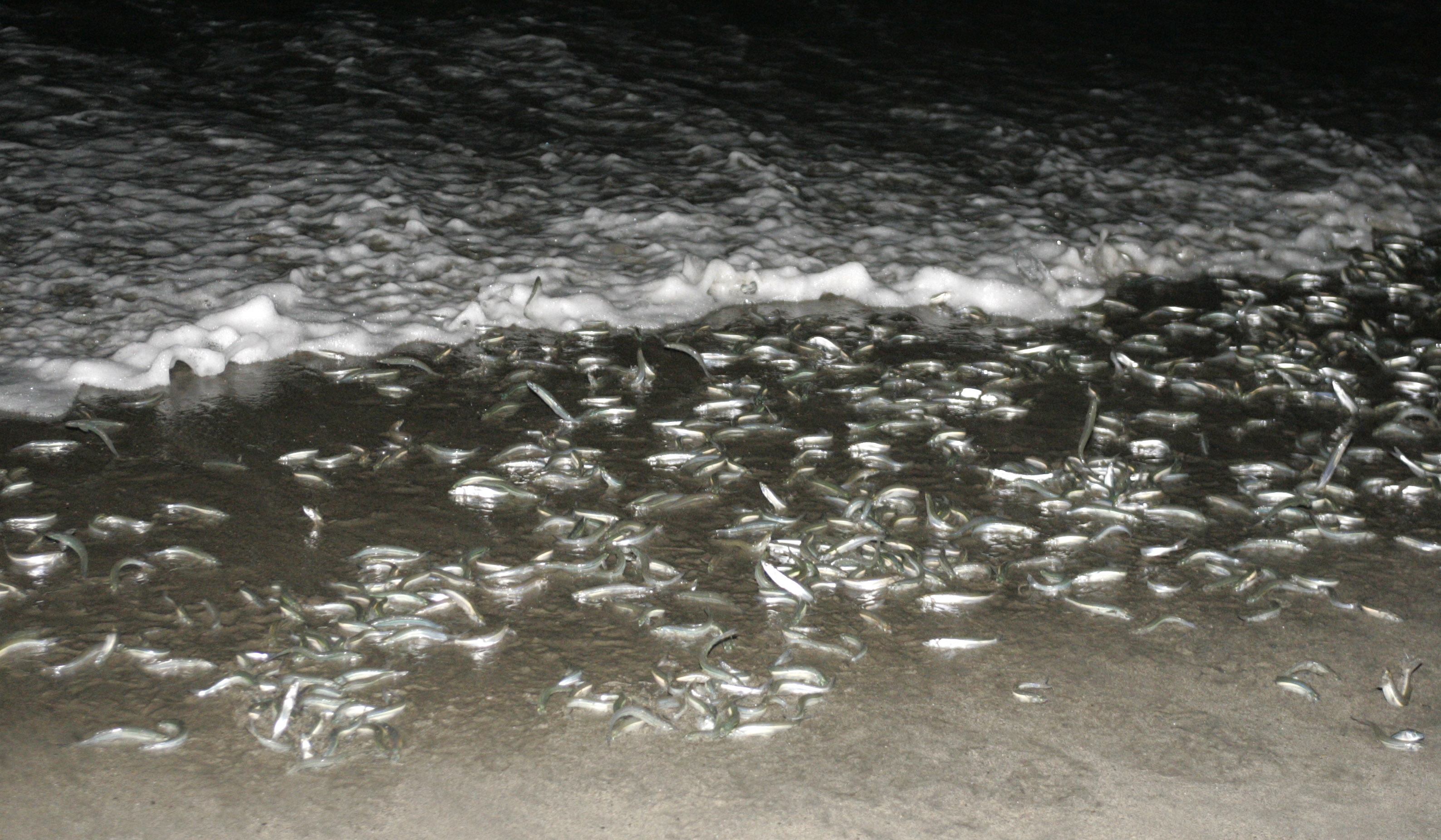 Thousands of grunions can appear during a 
