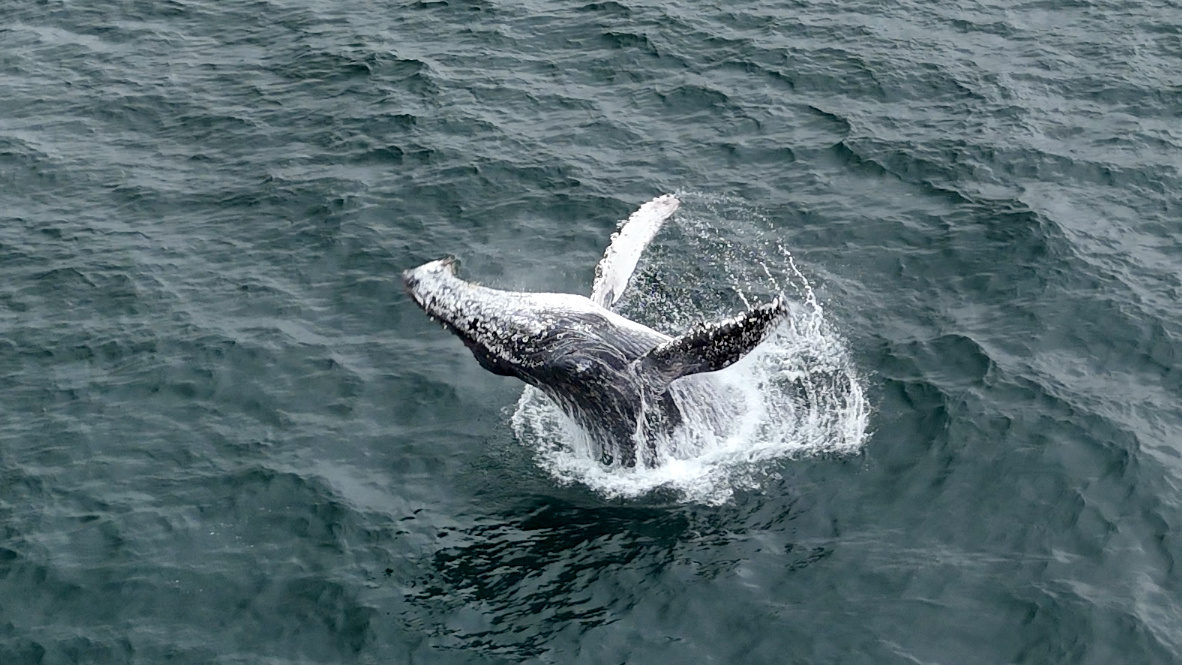 A young humpback whale was discovered off the coast of Rancho Palos Verdes.