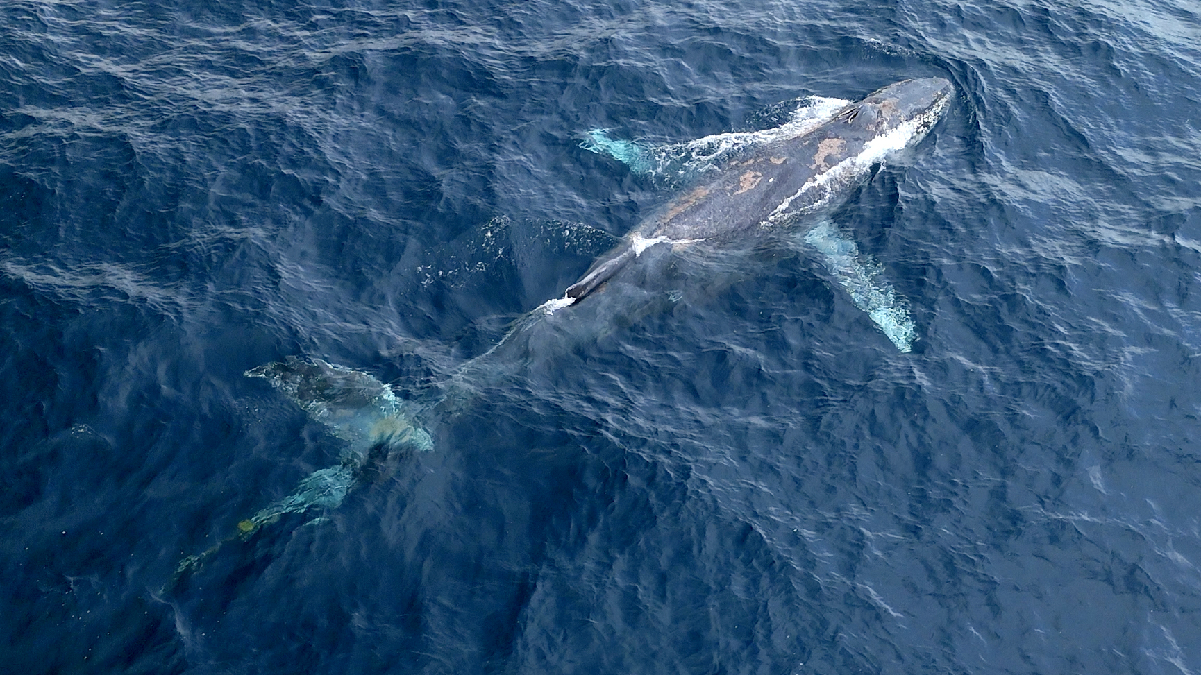 A young humpback whale was discovered off the coast of Rancho Palos Verdes.