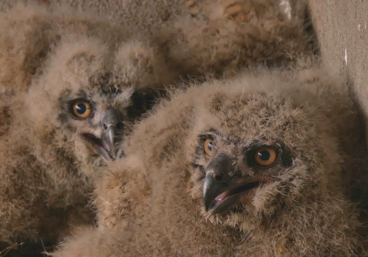 Eagle owl chick