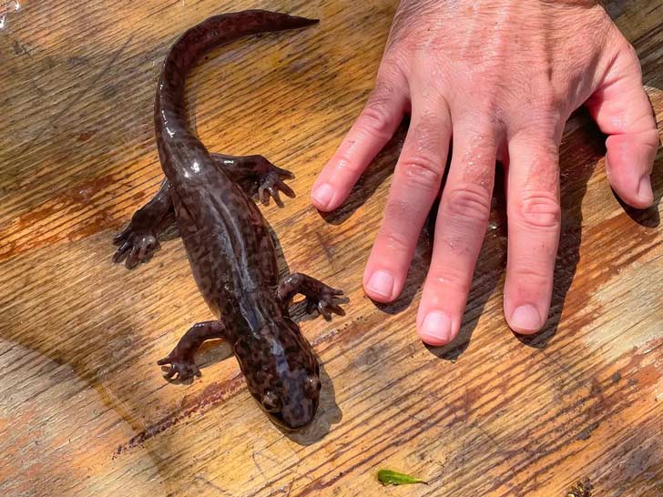 Human hand next to California giant salamander