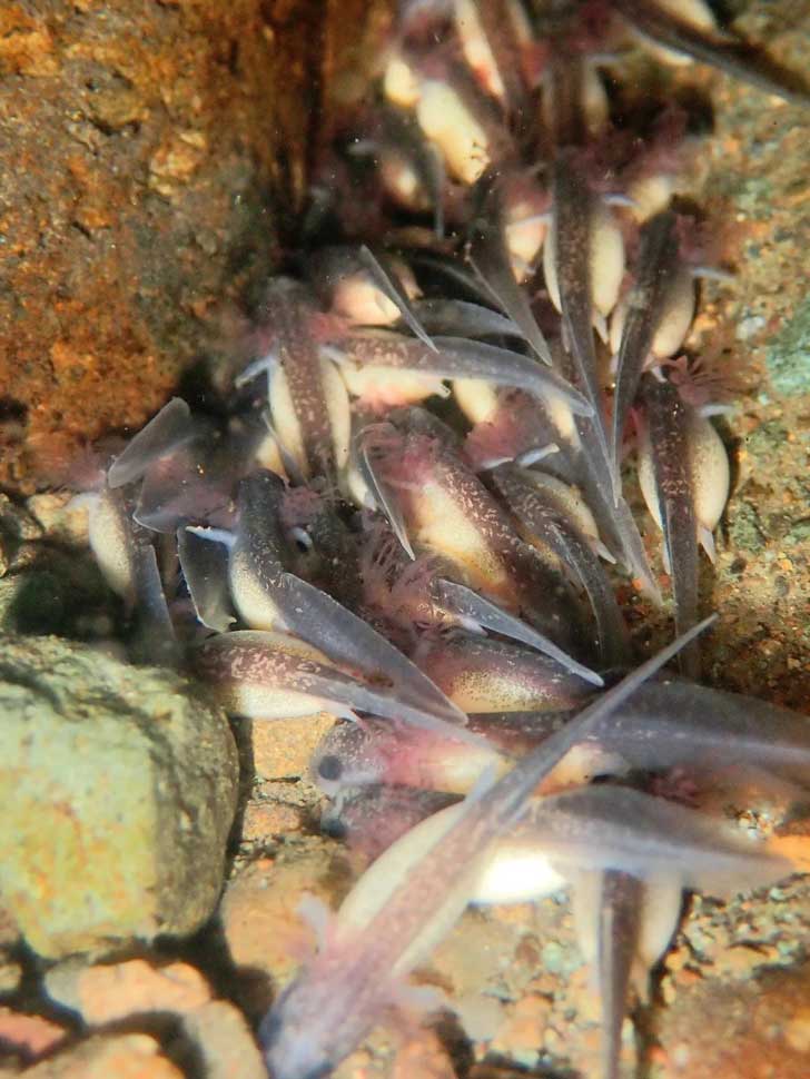 A swarm of California giant salamander larvae underwater