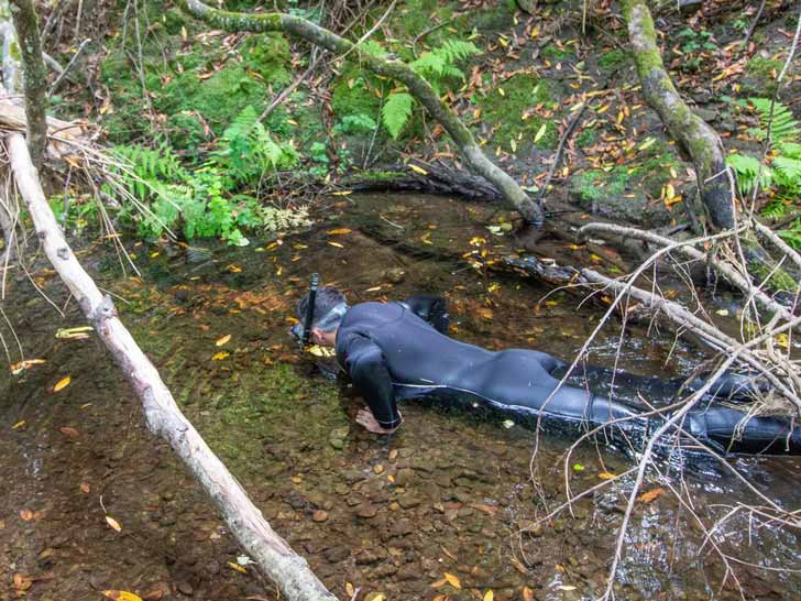 A national park ranger in a black wetsuit snorkels in a shallow stream with his face in the water