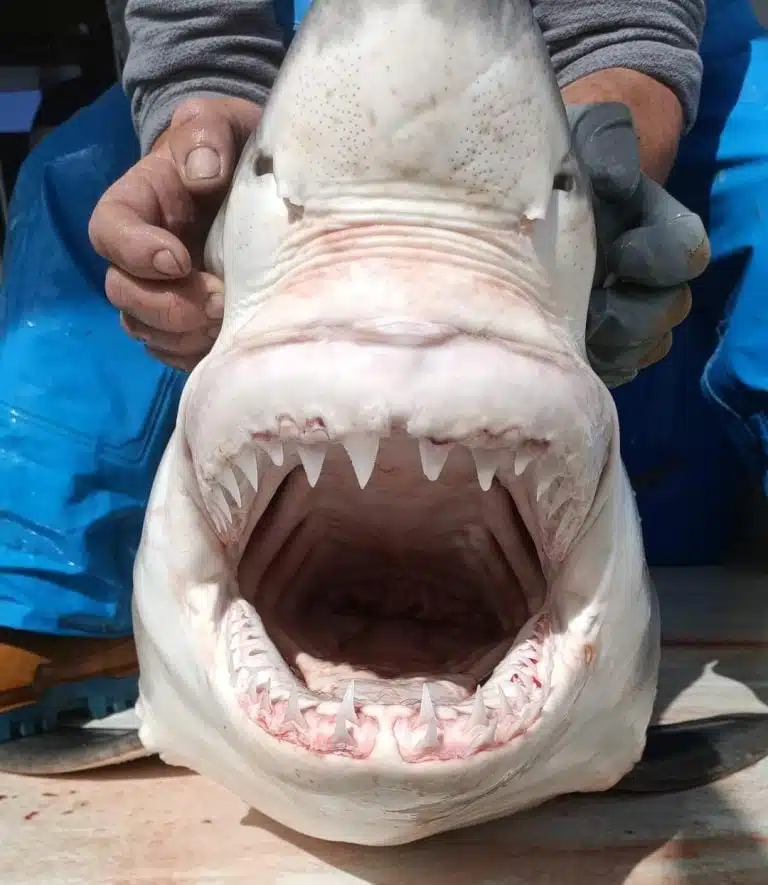 A close-up of a young great white shark reveals its distinctive tooth structure