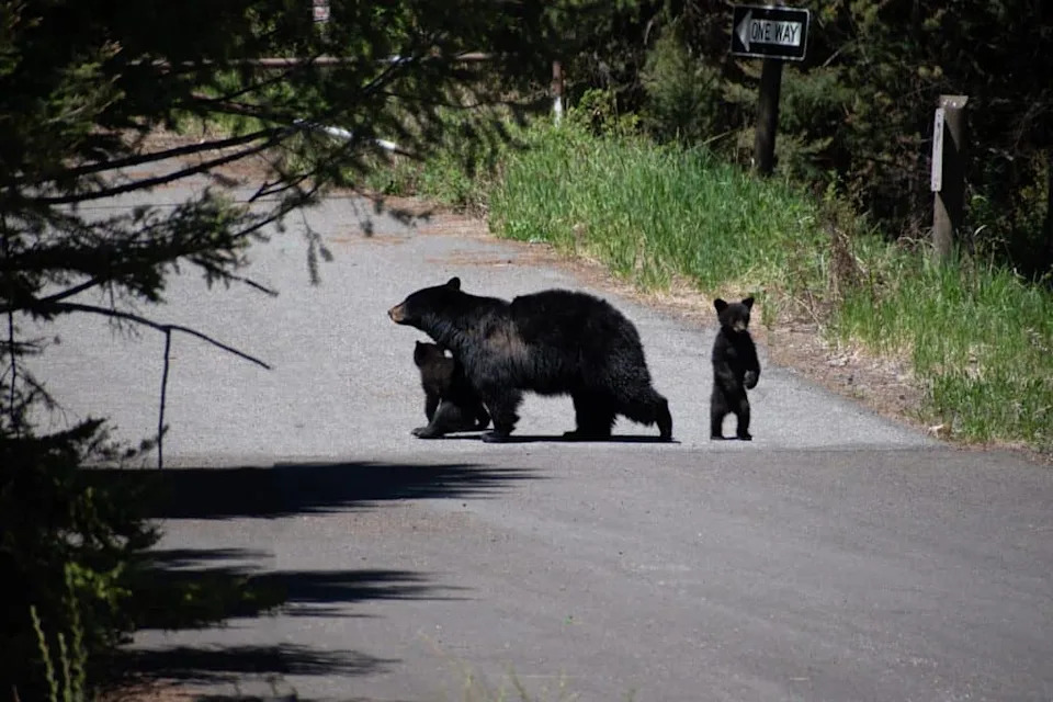 Two black bear cubs interact with their mother on a road in Yellowstone National Park.