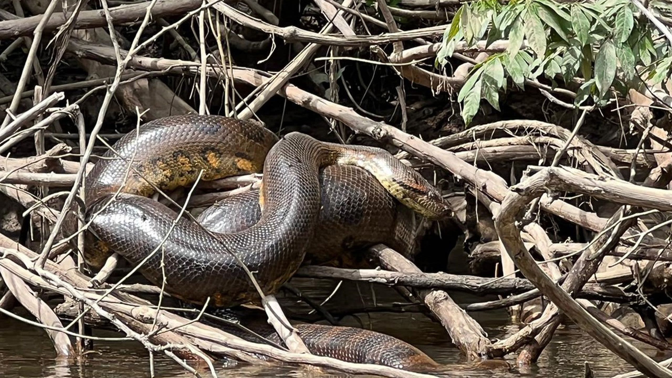 A large brown-green snake is curled up on a branch on the riverbank. 