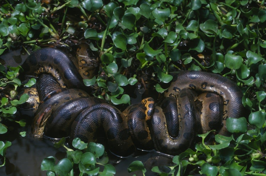 A photo taken from above of two snakes intertwined against a background of dark green plants. 