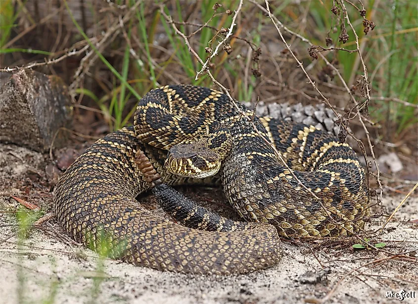 Eastern Diamondback Rattlesnake (Crotalus adamanteus)
