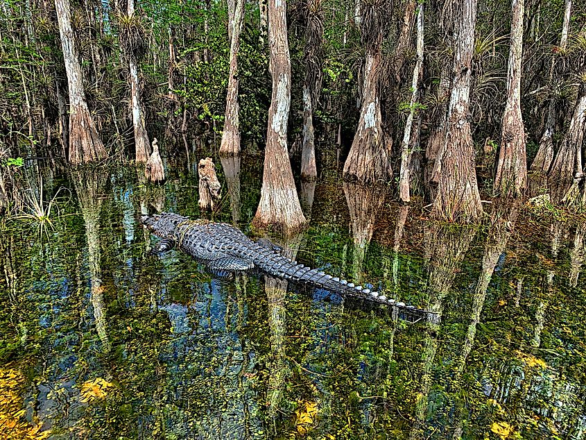 A large alligator lives in the clear waters of Florida's Big Cypress National Preserve.
