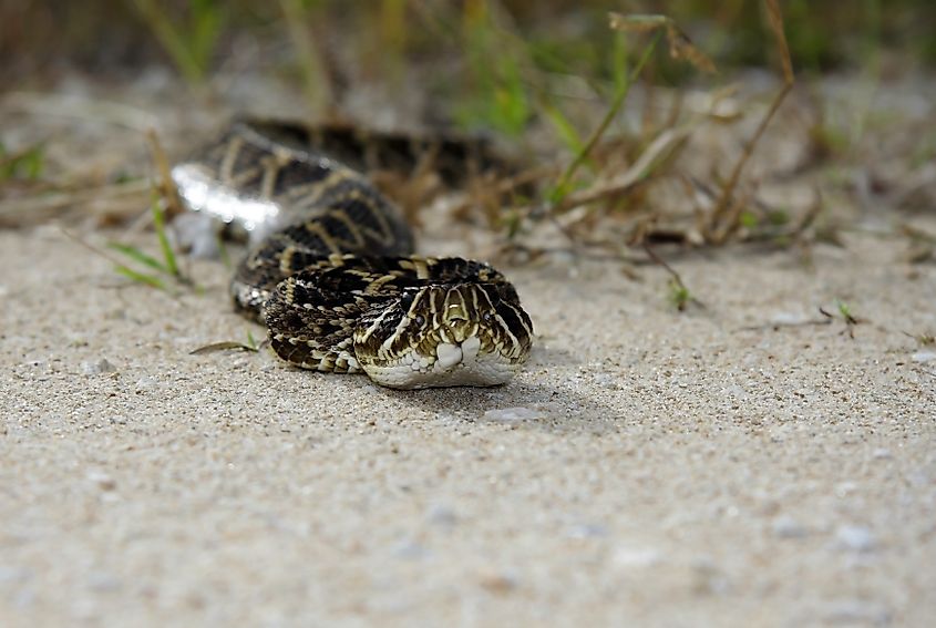 Eastern Diamondback Rattlesnake in Big Cypress National Preserve