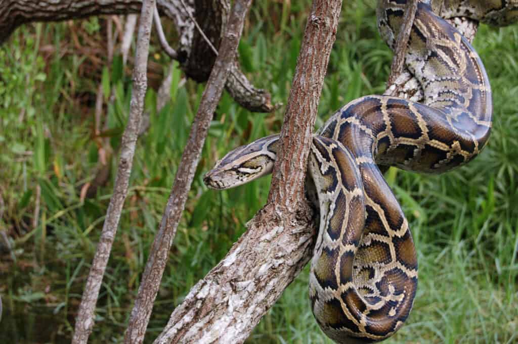 Burmese python on the tree