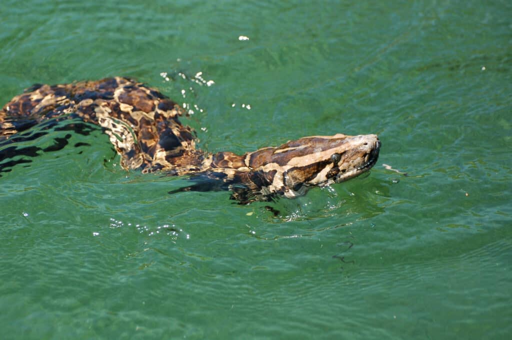 Burmese python swimming