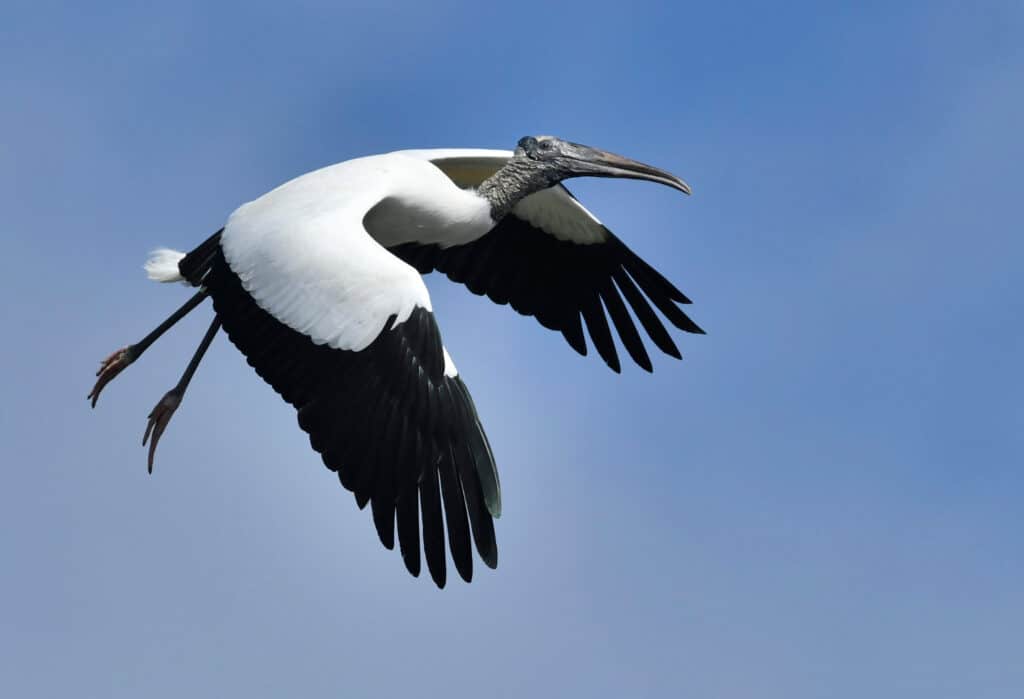 A stork is flying. Mostly white with black and white wings. Long legs hang down behind. The sky is the background.