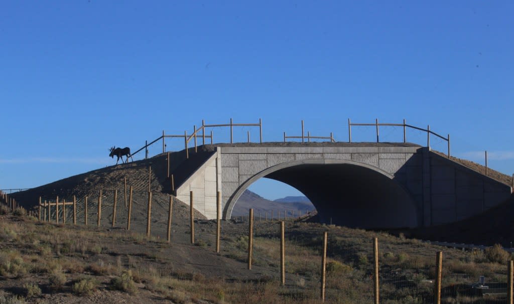 A moose stands at the entrance to one side of the Interstate 25 animal overpass. The overpass allows the animals to reach the other side of their 39,000-acre habitat without having to step onto the dangerous six-lane highway. J. Richert/Blue Valley Ranch