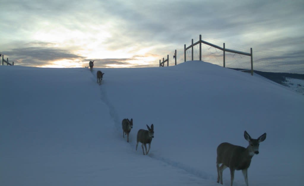 The availability of federal funds from the Wildlife Crossing Program makes it easier for states to build new crosswalks or renovate old ones. CDOT, CPW, and ECO resolution