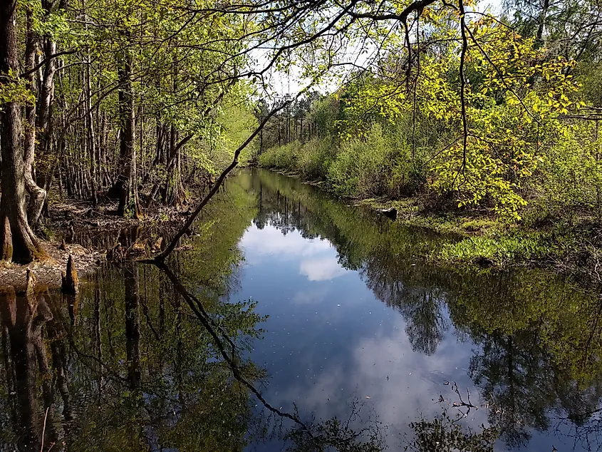 A wetland stream in the Francis Marion National Forest.