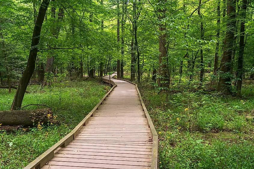 Boardwalk Trail in Congaree National Park, South Carolina.