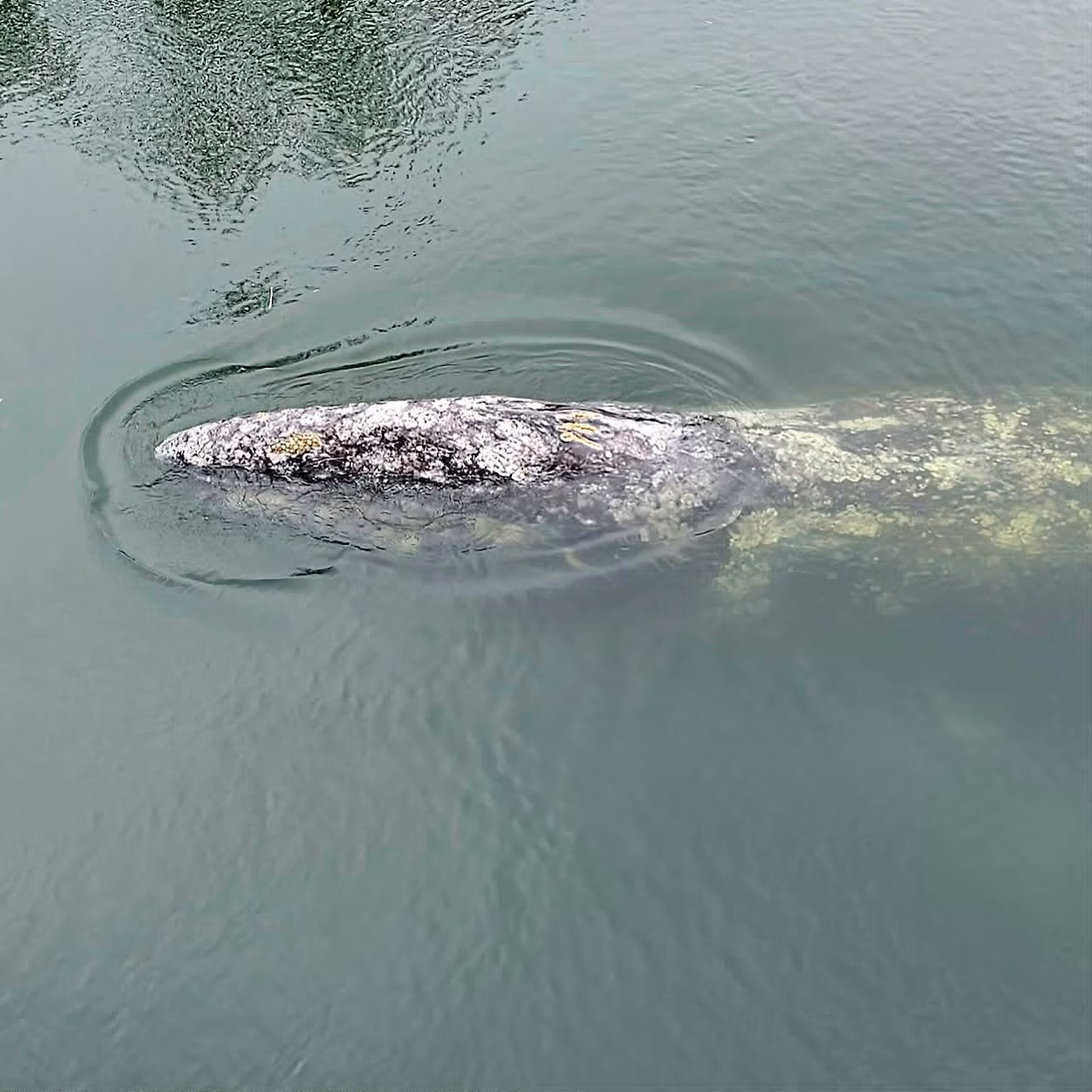 A gray whale swims 32 miles up the Willapa River in Washington.
