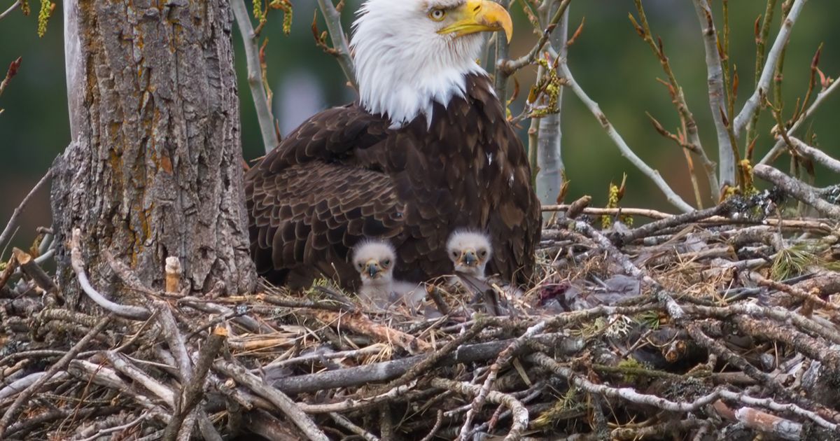 A local photographer's photo of an eagle and eagle will be featured on a new stamp sheet