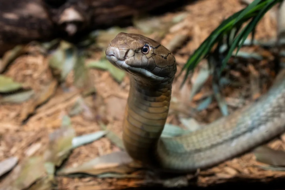 A king cobra moves through its cage at the reptile house at the Bronx Zoo. Credit: Andrew Lichtenstein/Corbis via Getty