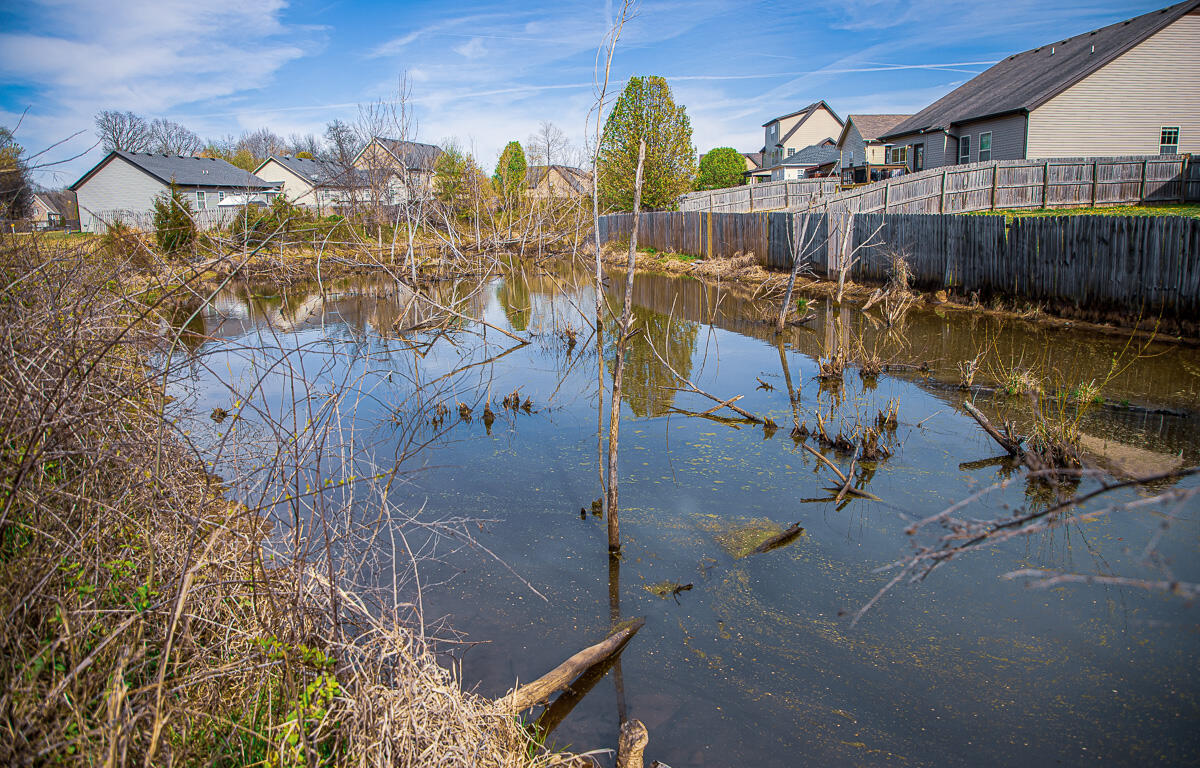 Beavers fill neighborhood with smelly water, chase dogs, eat fences in Clarksville | Video - ClarksvilleNow.com