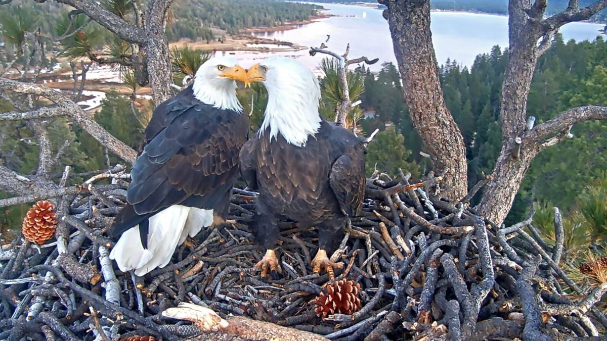 Big Bear organization needs $10 million to save the home of beloved eagles Jackie and Shadow