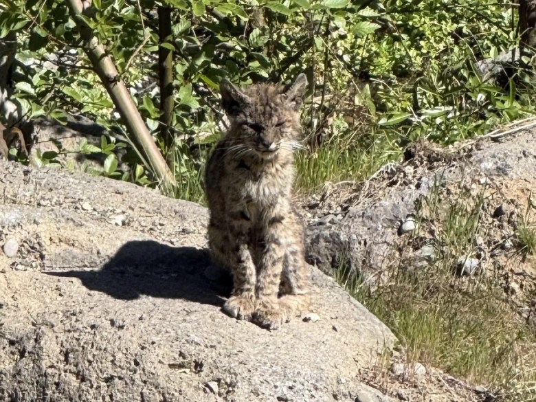 Dead fox and bobcat carcasses worry Portola Valley residents