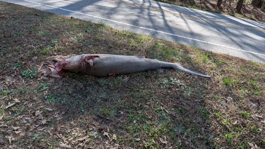 Dead shark with missing fin found along Wake Forest road