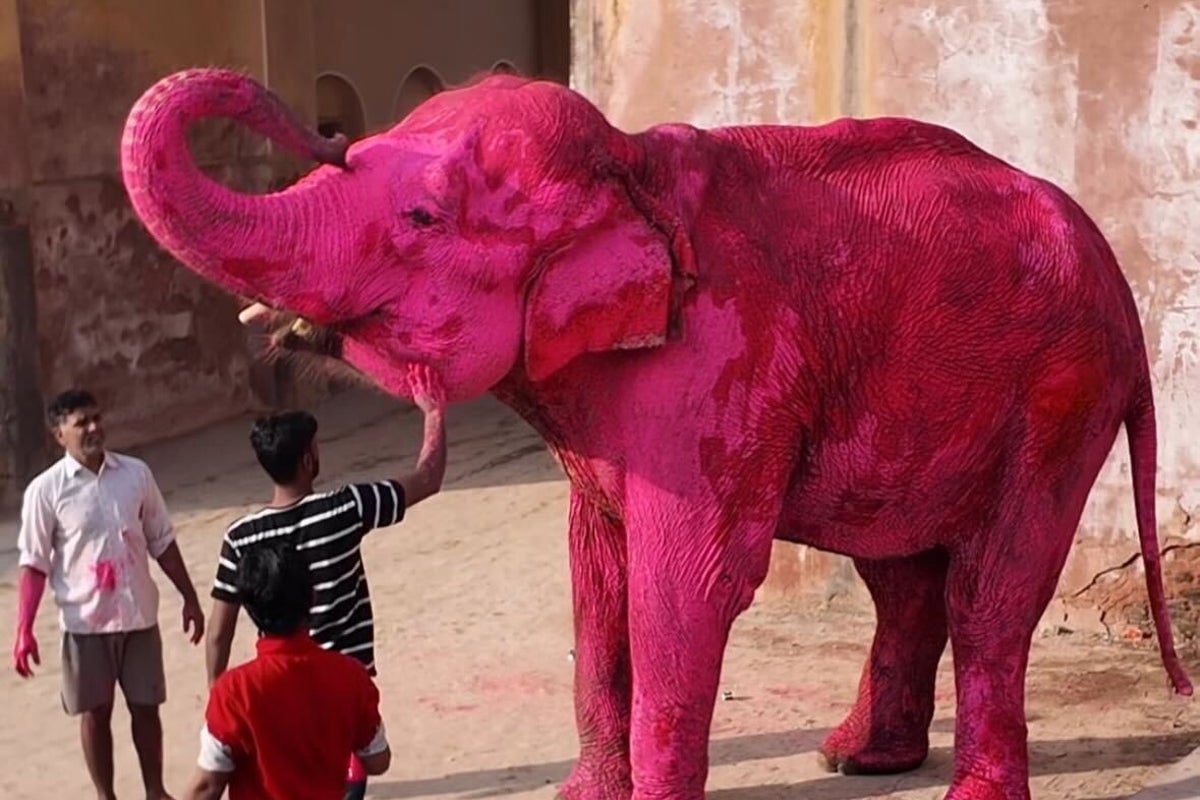 Elephants painted bright pink for photo shoot cause riots in India