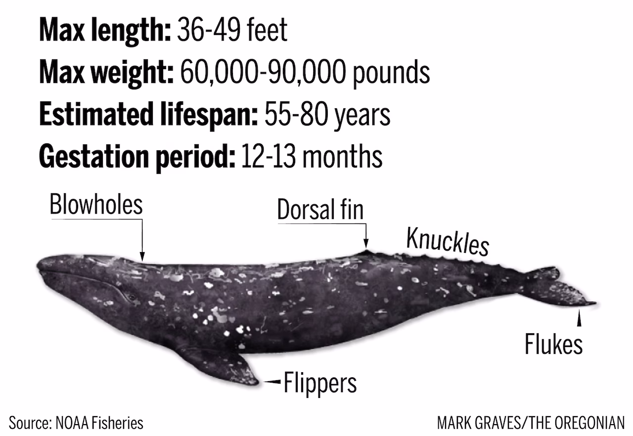 oregon gray whale